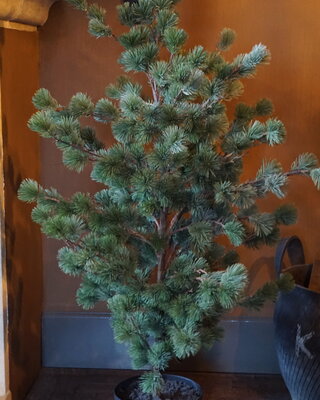 Rene Houtman Larix Boom | Medium | Grijsgroen | H130 cm