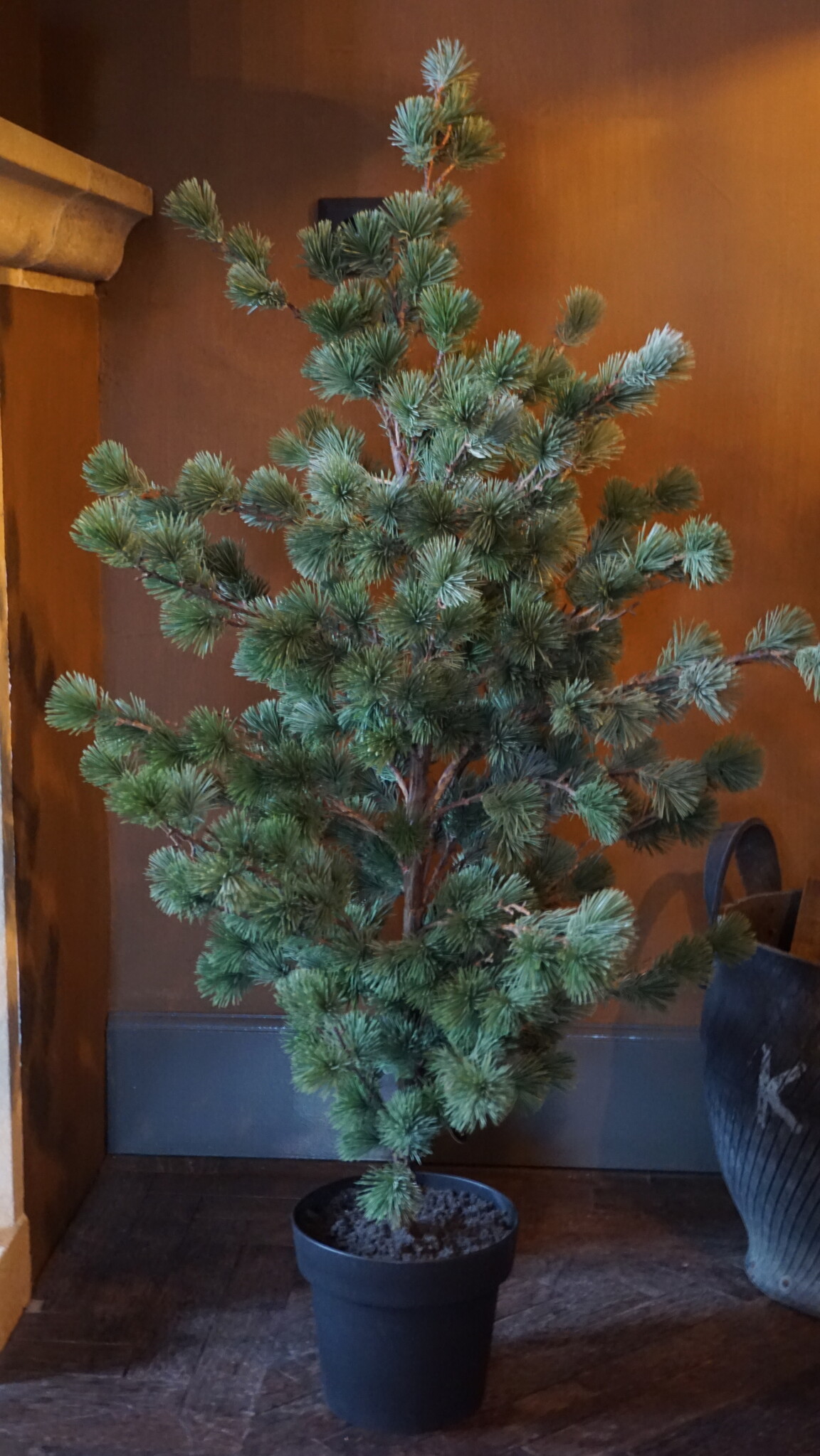 Rene Houtman Larix Boom | Medium | Grijsgroen | H130 cm
