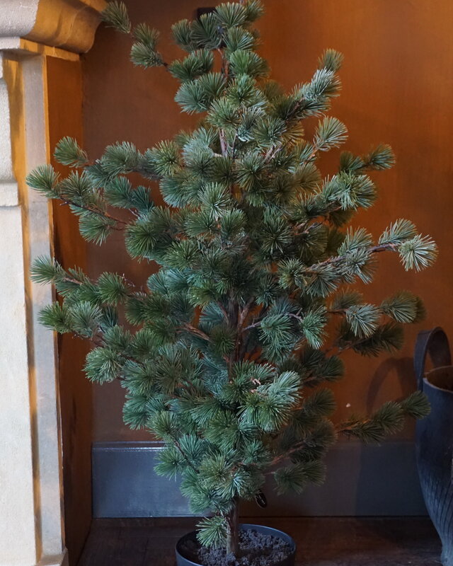 Rene Houtman Larix Boom | Medium | Grijsgroen | H130 cm