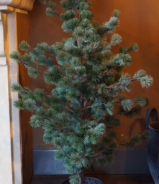 Rene Houtman Larix Boom | Medium | Grijsgroen | H130 cm