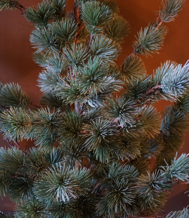 Rene Houtman Larix Boom | Medium | Grijsgroen | H130 cm