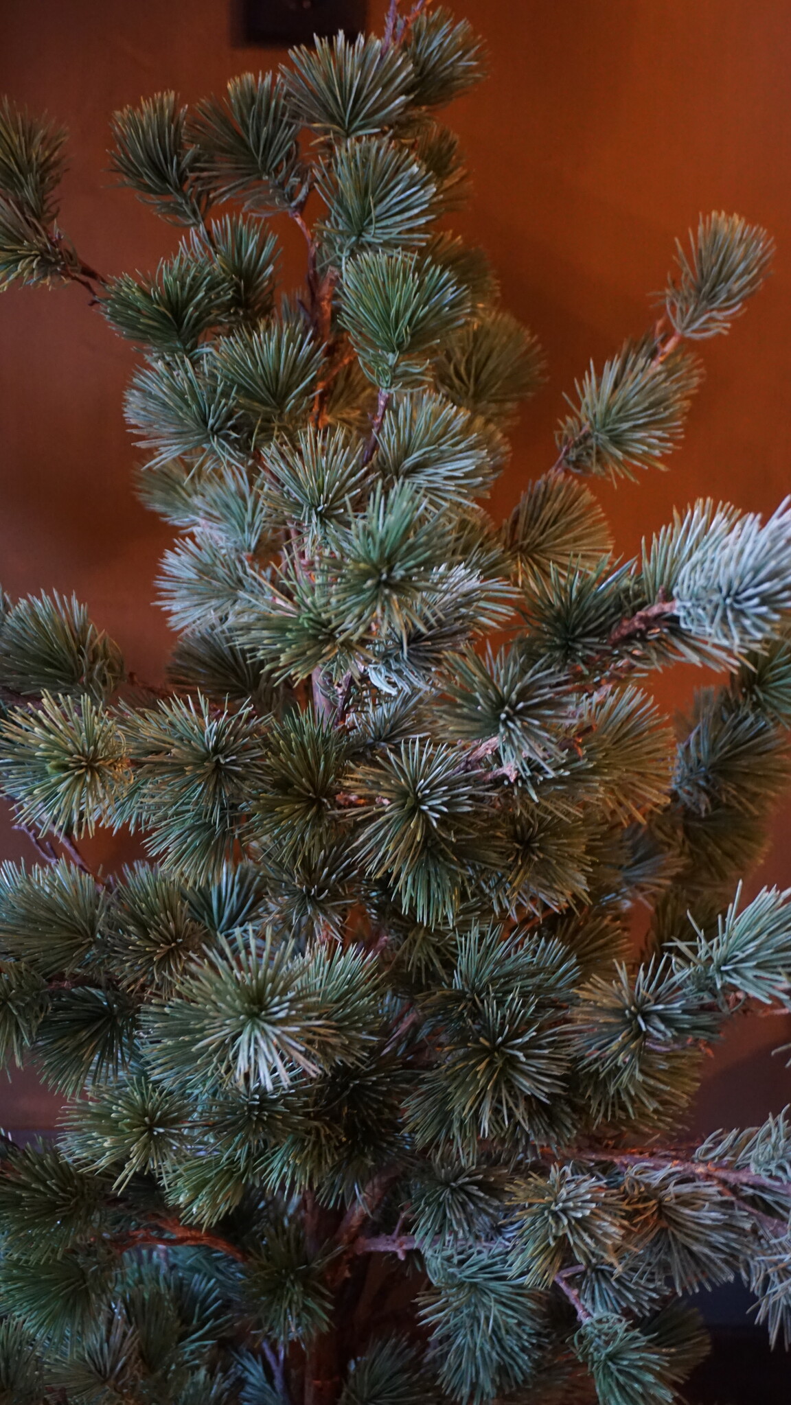 Rene Houtman Larix Boom | Medium | Grijsgroen | H130 cm