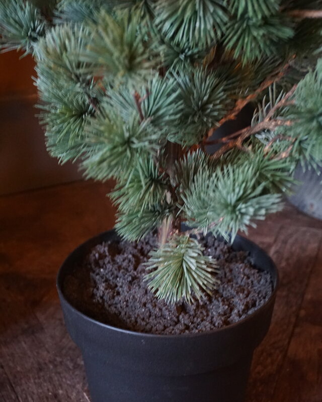 Rene Houtman Larix Boom | Medium | Grijsgroen | H130 cm