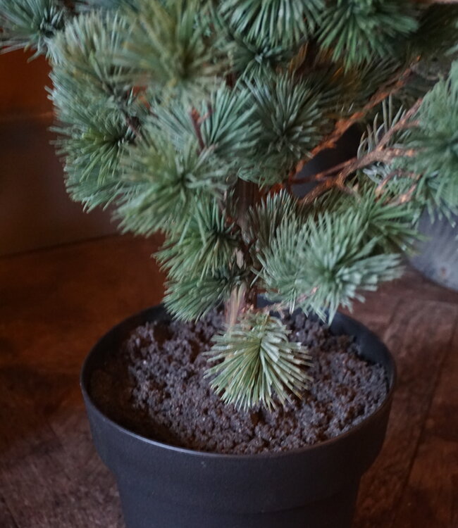 Rene Houtman Larix Boom | Medium | Grijsgroen | H130 cm