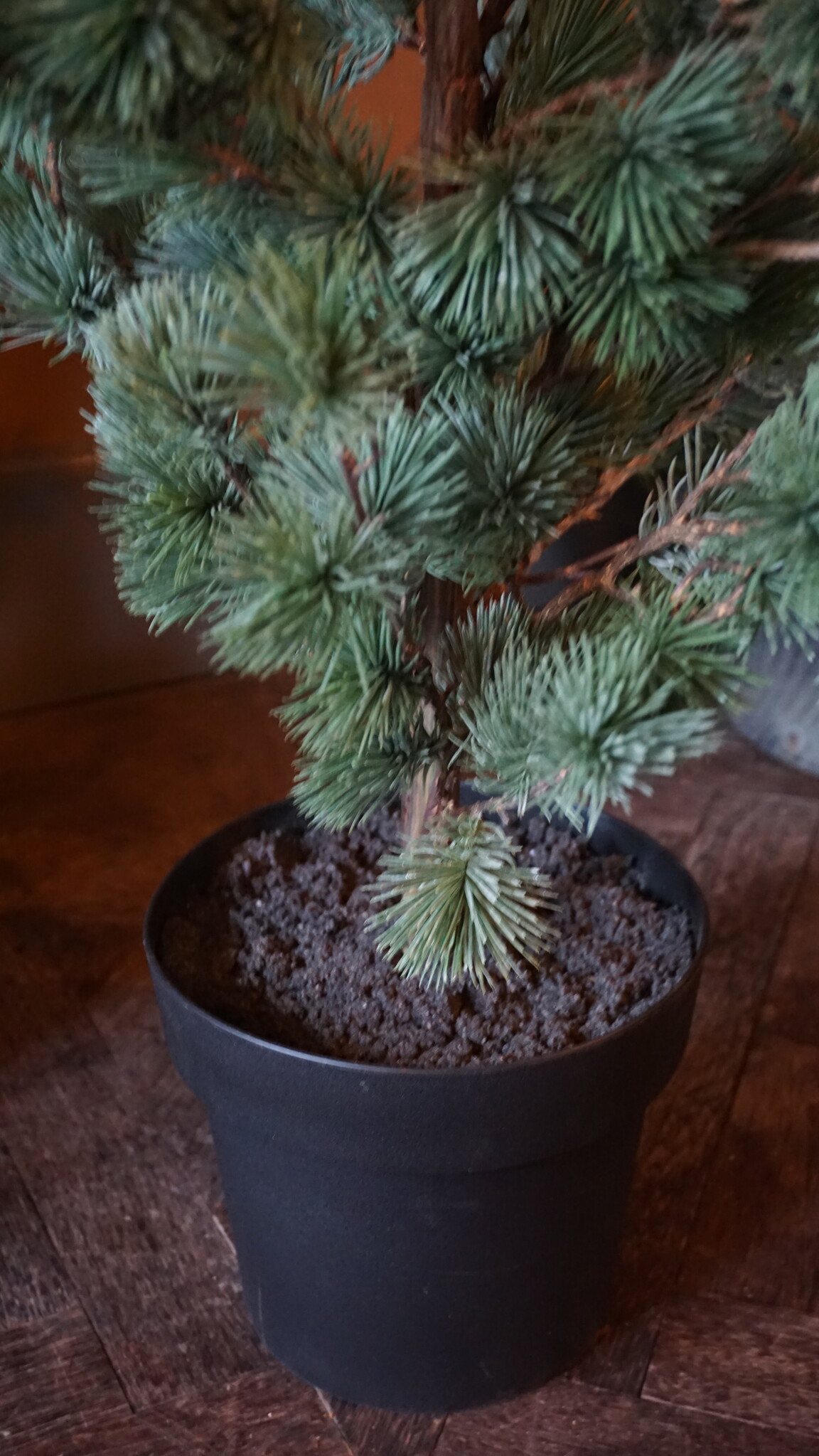 Rene Houtman Larix Boom | Medium | Grijsgroen | H130 cm