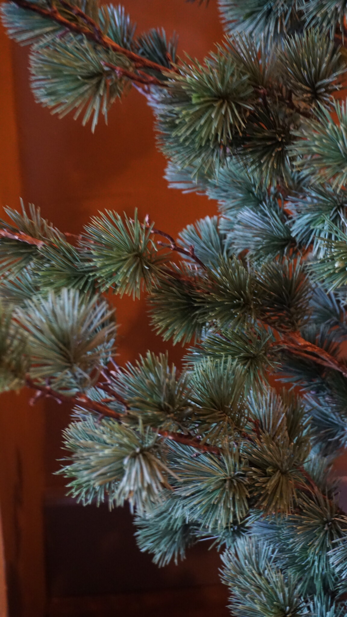 Rene Houtman Larix Boom | Medium | Grijsgroen | H130 cm