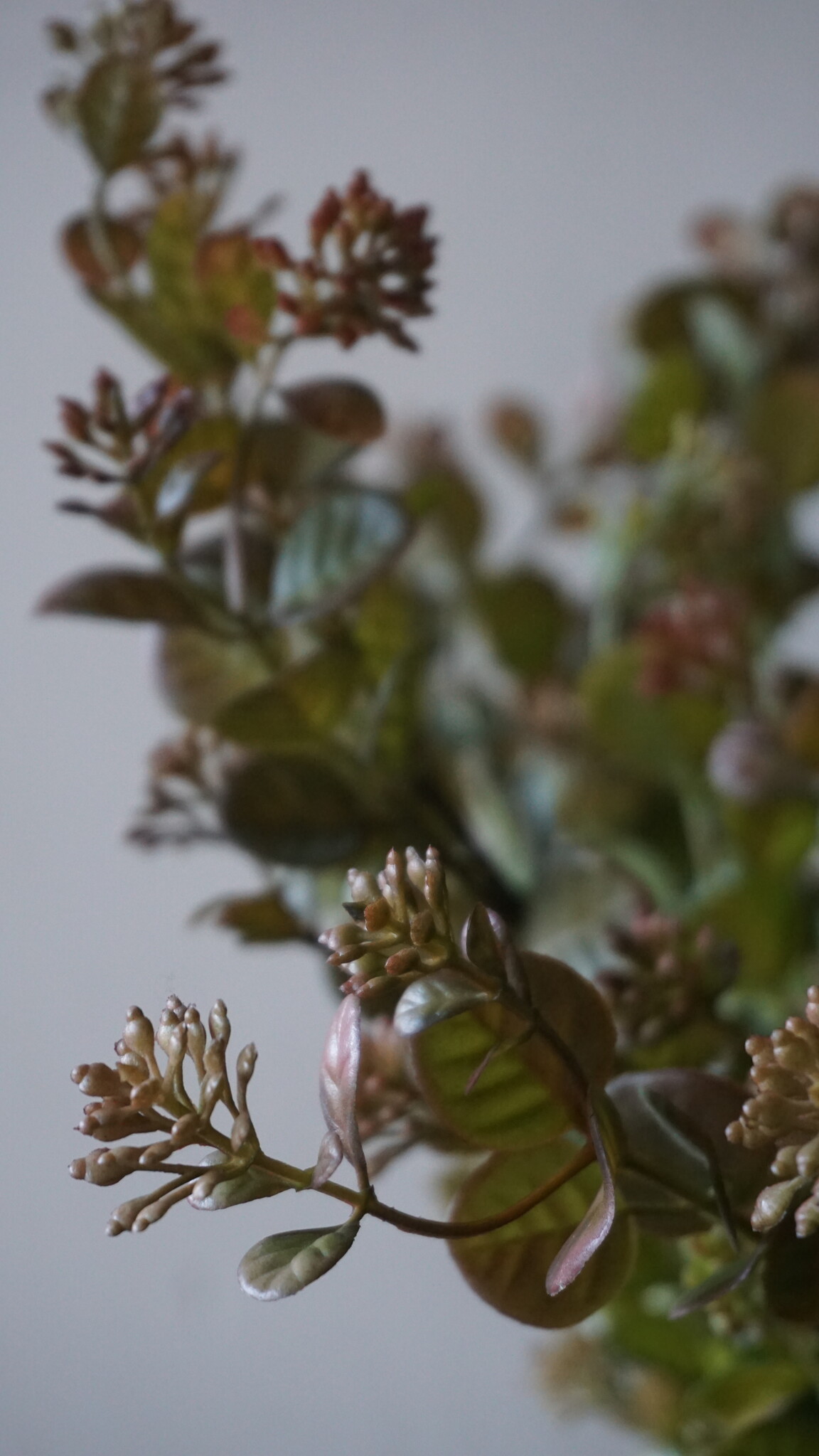 Brynxz Myosotis Kunsttak | Bruin | 50 cm