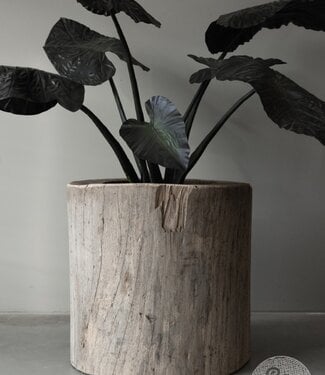 Be-Uniq Oude Boomstam Plantenbak | H66 x D67 cm