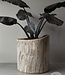 Be-Uniq Oude Boomstam Plantenbak | India | H66xD66 cm