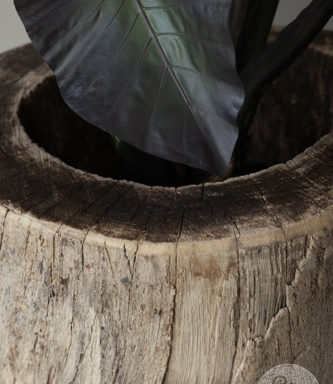 Be-Uniq Oude Boomstam Plantenbak | India | H66xD66 cm