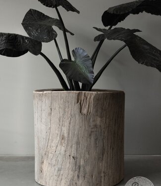 Be-Uniq Oude Boomstam Plantenbak | H66 x D67 cm