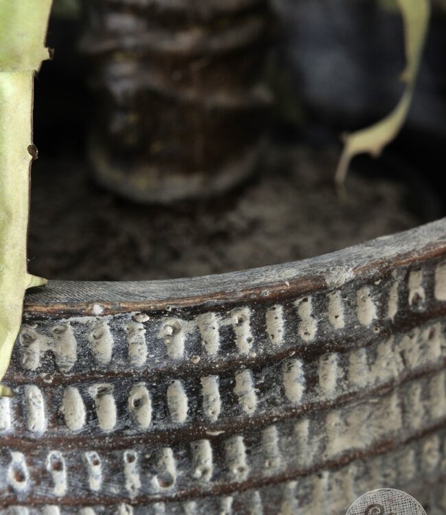 Be-Uniq Village Pottery | 012 | Large | H31 x D31