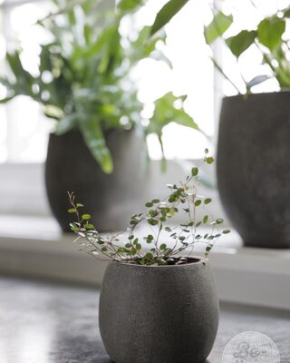 Be-Uniq Pot Foss | Elephant Collection | Set Van 4 | H13 x D16 cm