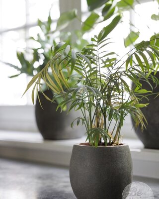 Be-Uniq Pot Foss | Elephant Collection | Set Van 4 | H15 x D17 cm