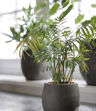 Be-Uniq Pot Foss | Elephant Collection | Set Van 4 |  H15 x  D17 cm