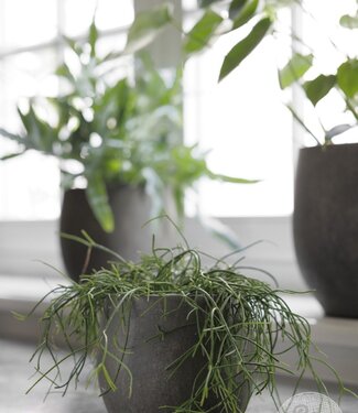 Be-Uniq Pot Foss | Elephant Collection | Set Van 4 | H16 x D18 cm