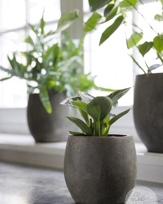 Be-Uniq Pot Foss | Elephant Collection | Set Van 4 | H17 x D18 cm