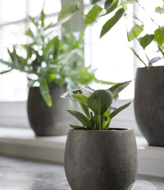 Be-Uniq Pot Foss | Elephant Collection | Set Van 4 | H17 x D18 cm