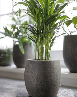 Be-Uniq Pot Foss | Elephant Collection | Set Van 4 | H19 x D20 cm