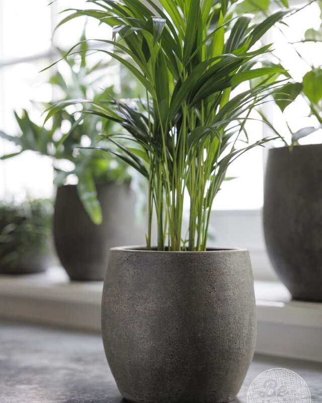 Be-Uniq Pot Foss | Elephant Collection | Set Van 4 | H19 x D20 cm