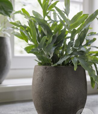 Be-Uniq Pot Foss | Elephant Collection | Set Van 4 | H21 x D22 cm