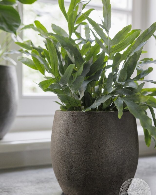 Be-Uniq Pot Foss | Elephant Collection | Set Van 4 | H21 x D22 cm