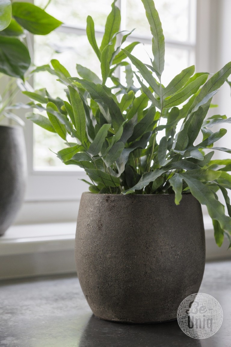 Be-Uniq Pot Foss | Elephant Collection | Set Van 4 | H21 x D22 cm