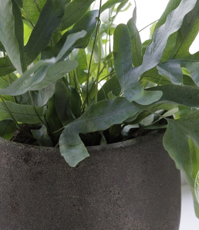 Be-Uniq Pot Foss | Elephant Collection | Set Van 4 | H21 x D22 cm