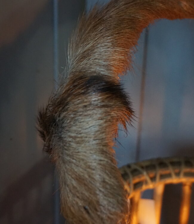 Rene Houtman Windlicht | Rotan | Geitenvacht | H20 x D20 cm