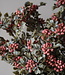 Brynxz Sedum Kunsttak Wild Berry | Roze | H55 cm