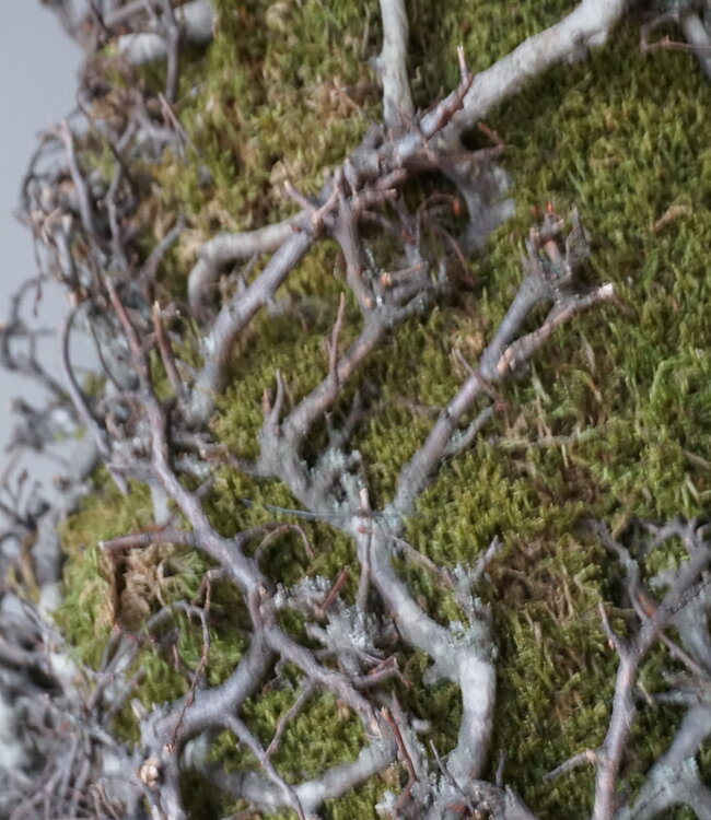 Rene Houtman Kerstboom Mos Met Bonsai | Naturel | H120 cm