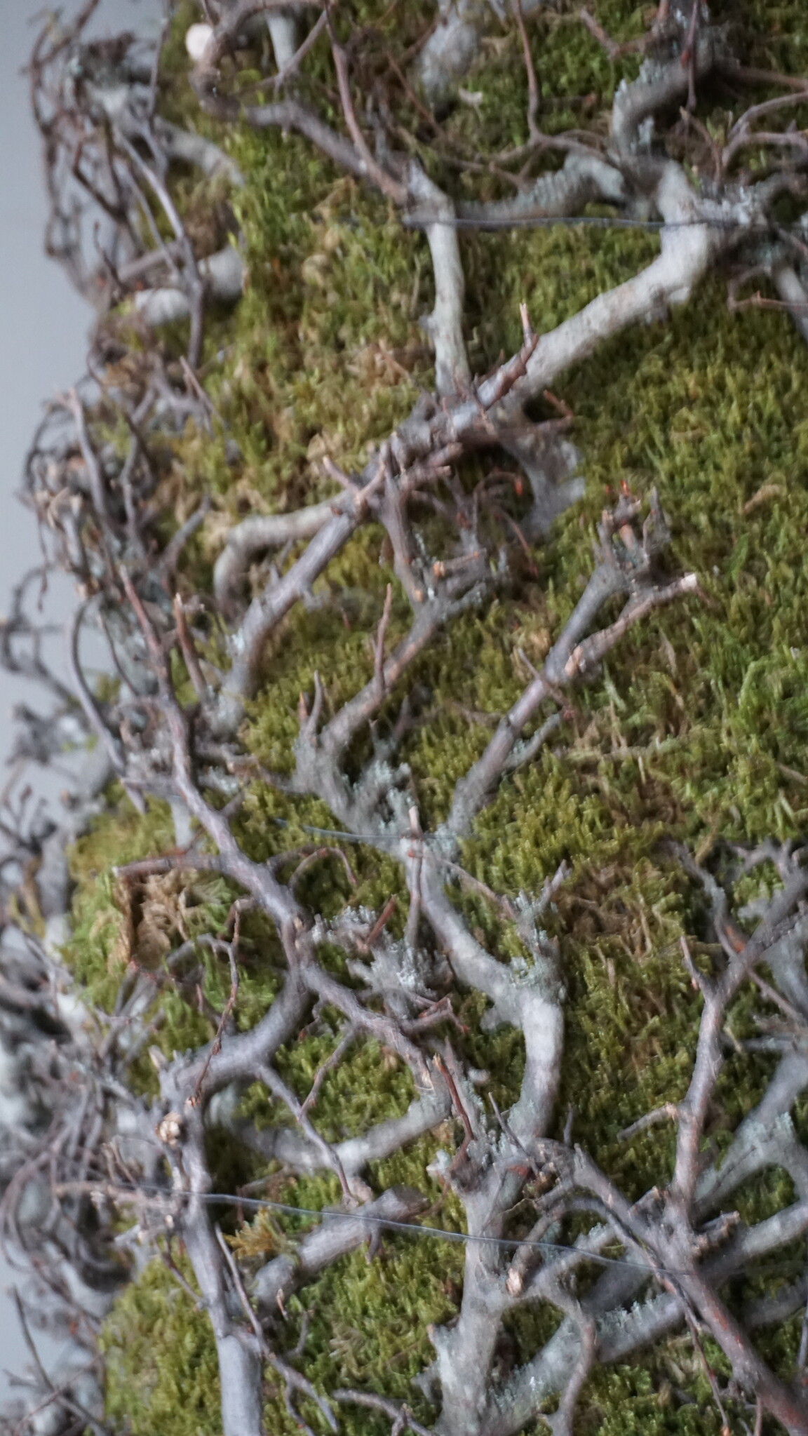 Rene Houtman Kerstboom Mos Met Bonsai | Naturel | H120 cm