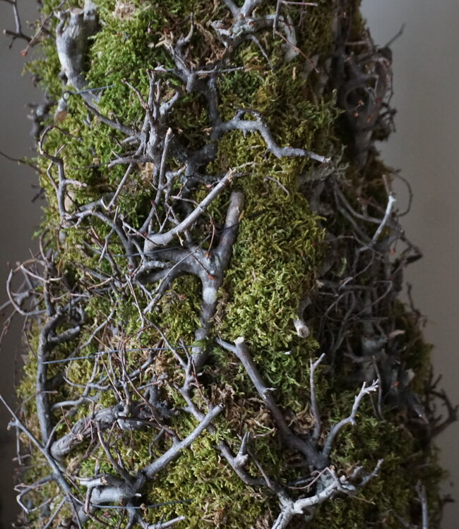 Rene Houtman Kerstboom Mos Met Bonsai | Naturel | H90 cm