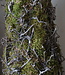 Rene Houtman Kerstboom Mos Met Bonsai | Naturel | H90 cm