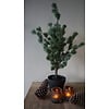 Larix Boom | Small | Grijsgroen | H80 cm