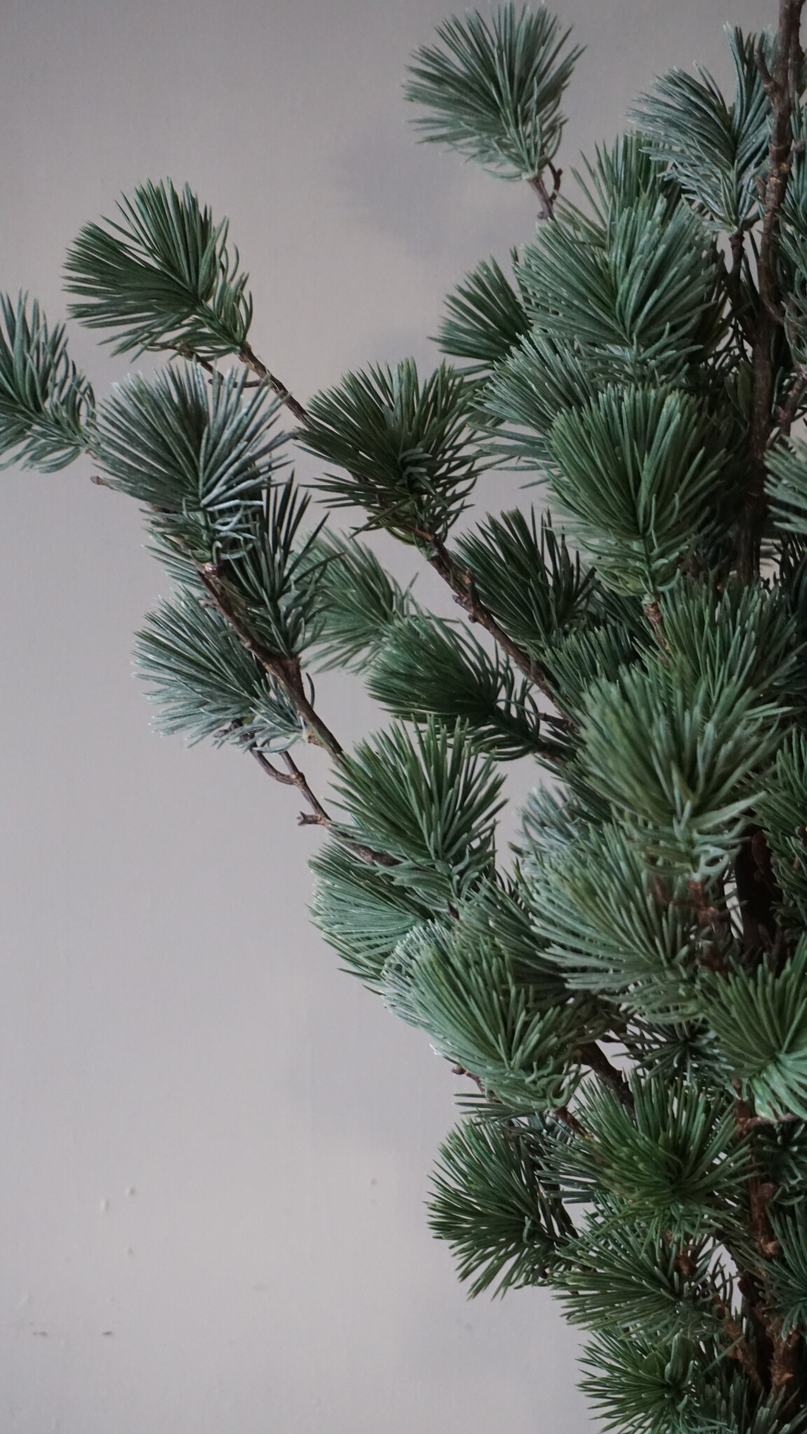 Rene Houtman Larix Boom | Small | Grijsgroen | H80 cm