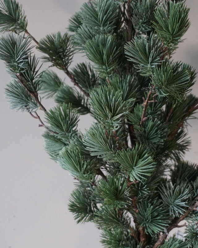 Rene Houtman Larix Boom | Small | Grijsgroen | H80 cm