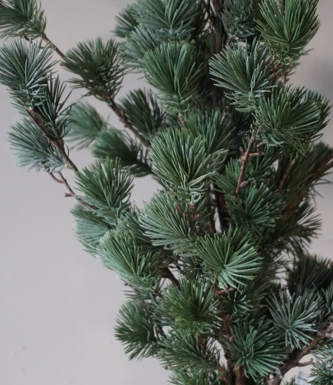 Rene Houtman Larix Boom | Small | Grijsgroen | H80 cm