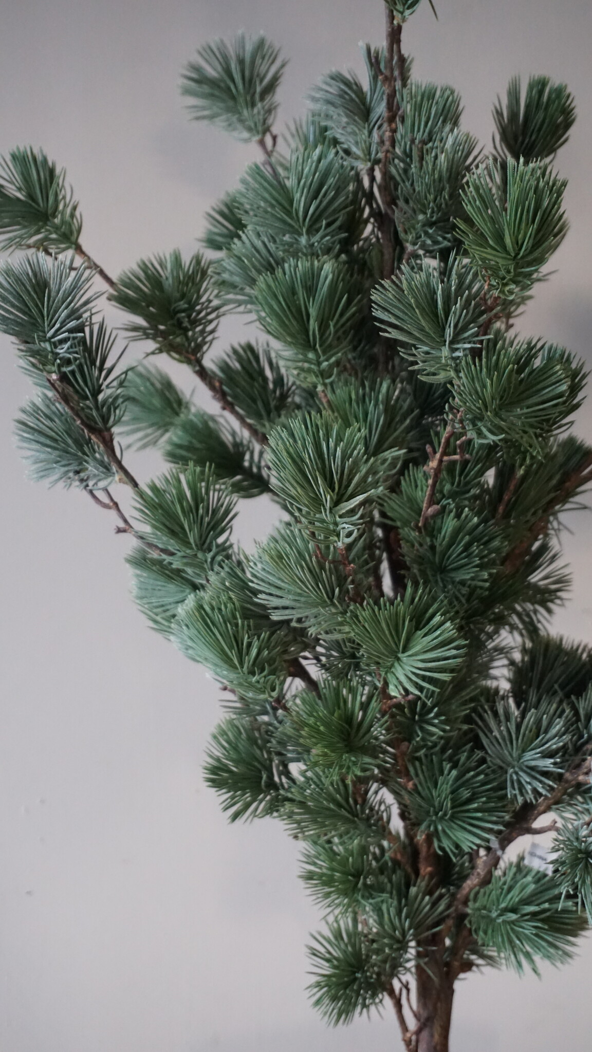 Rene Houtman Larix Boom | Small | Grijsgroen | H80 cm