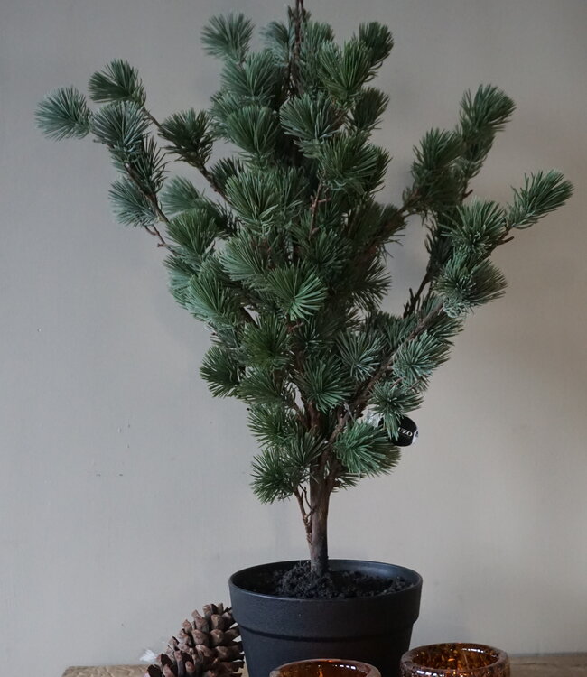 Rene Houtman Larix Boom | Small | Grijsgroen | H80 cm