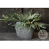 Pot | Set van 2 | 003 | Elephant Collection | H30 x B44 x D16 cm