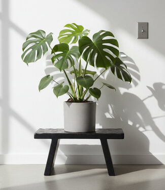 Raw Materials Amsterdam Bijzettafel | Mangohout | Zwart | B25 x H20 x L40 cm