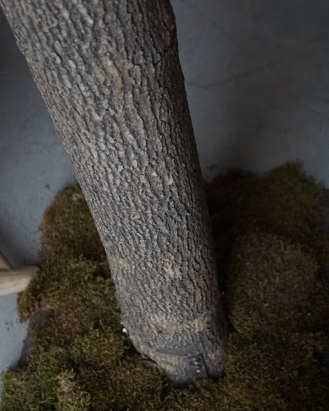 Rene Houtman Kunst Olijfboom | Hout | H310 cm