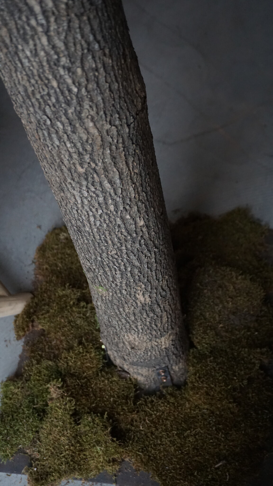 Rene Houtman Kunst Olijfboom | Hout | H310 cm
