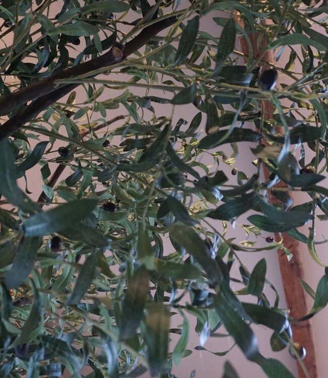 Rene Houtman Kunst Olijfboom | Hout | H310 cm