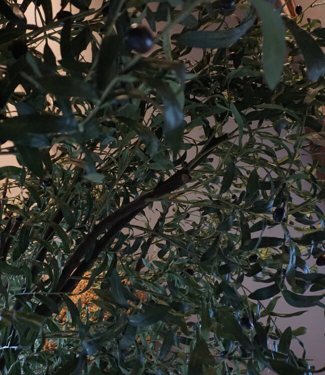 Rene Houtman Kunst Olijfboom | Hout | H310 cm