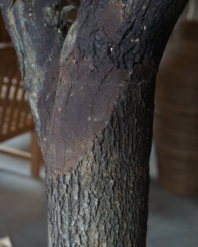 Rene Houtman Kunst Olijfboom | Hout | H310 cm