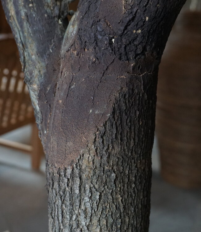 Rene Houtman Kunst Olijfboom | Hout | H310 cm