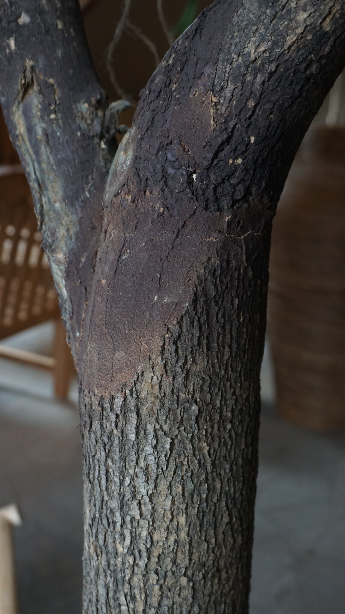 Rene Houtman Kunst Olijfboom | Hout | H310 cm