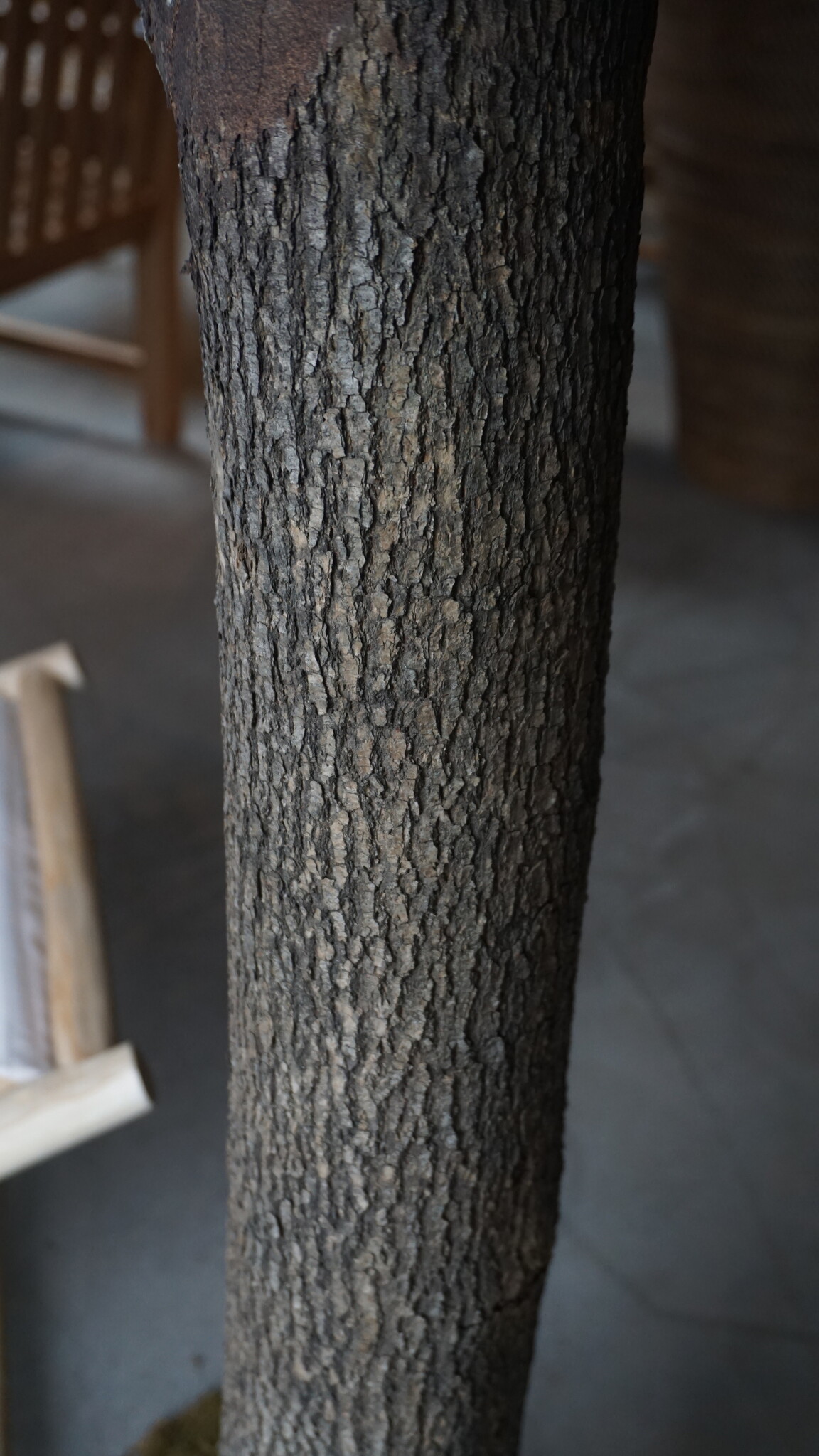 Rene Houtman Kunst Olijfboom | Hout | H310 cm